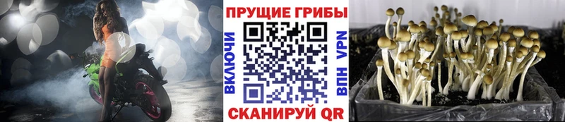 Галлюциногенные грибы Psilocybe  omg ONION  Джанкой  shop клад  закладки 